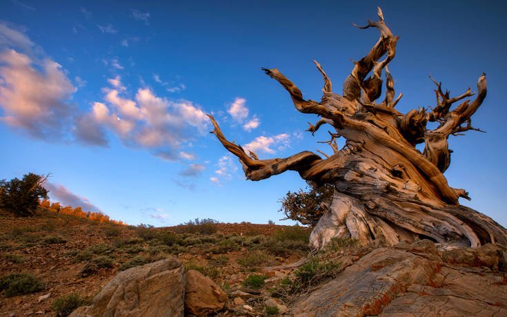 Το μυστικό που επιτρέπει στα δέντρα να ζουν ακόμα και χιλιάδες χρόνια1