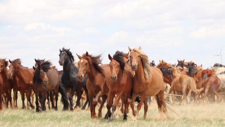 Πότε εξημερώθηκαν τα σύγχρονα άλογα- Τι υποστηρίζουν νέες γενετικές μελέτες