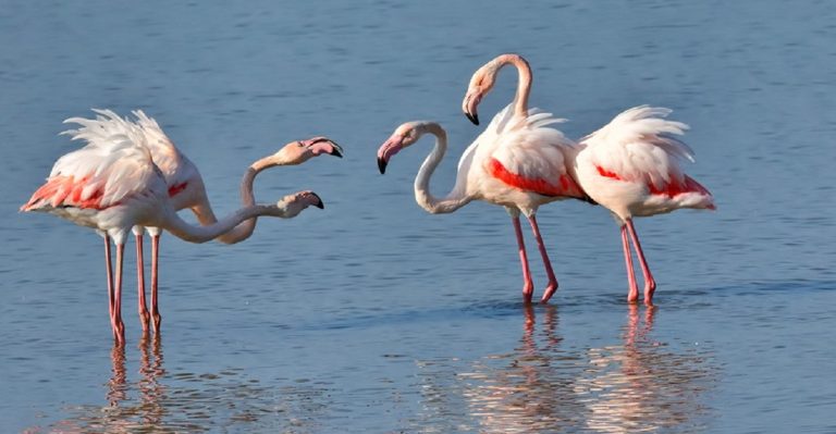 Σέρρες: Η “Γιορτή των Πουλιών” στην Λίμνη Κερκίνη την ερχόμενη Κυριακή (φωτο)