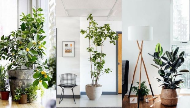 7 Πρωτότυποι τρόποι για να βάλετε φυτά στο σπίτι σας