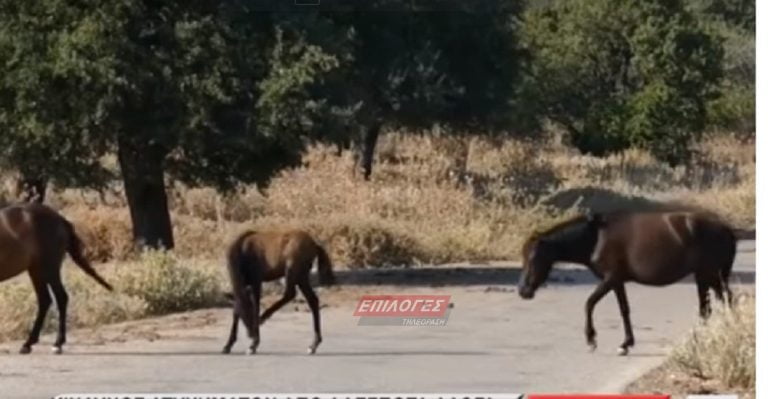 Σέρρες: Κίνδυνος ατυχημάτων από άγρια & αδέσποτα άλογα στο Δασοχώρι (video)