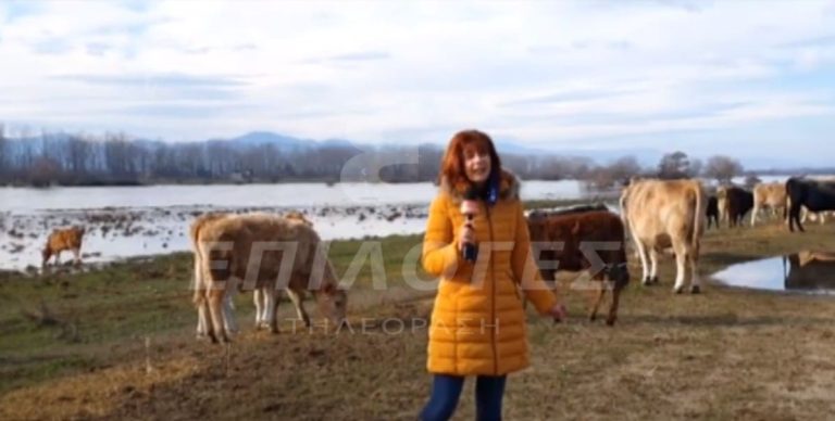 Σέρρες: Ένα μικρό χωριό από αγελάδες ελευθέρας βοσκής στις όχθες του Στρυμόνα (video)