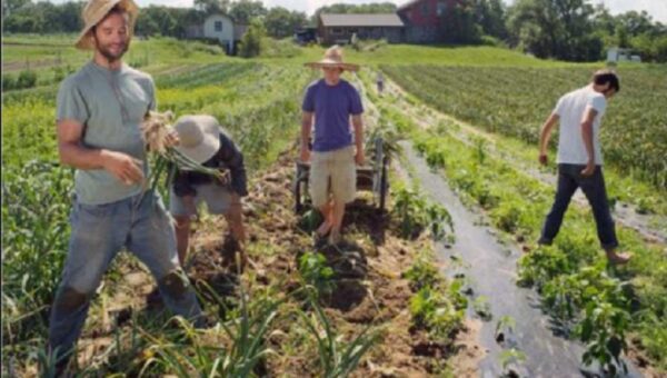 Ηράκλειο: Ζημιές στην αγροτική παραγωγή από το χαλάζι – Νέα χαλαζόπτωση σήμερα – Για συνέχεια του φαινομένου προειδοποιούν οι μετεωρολόγοι