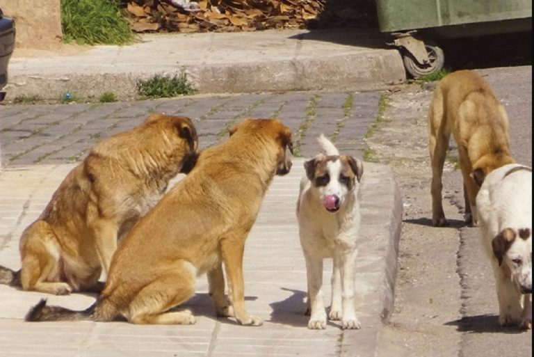 Δήμος Σερρών: Ξεκίνησε η περισυλλογή των αδέσποτων ζώων από το κέντρο των Σερρών