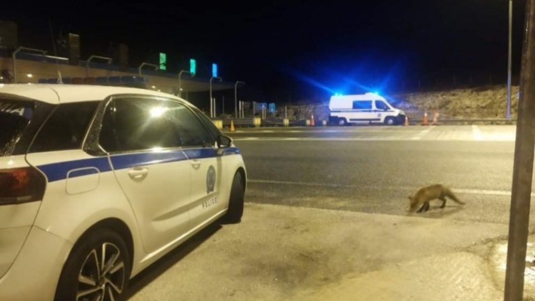 Αλεπού “επισκέφθηκε” τους αστυνομικούς της τροχαίας Αυτοκινητοδρόμων Αντιρρίου-Ιωαννίνων