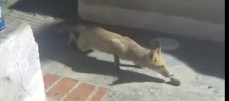 Σιάτιστα: Αλεπού αρπάζει μεζέ σε ψητό (βίντεο)