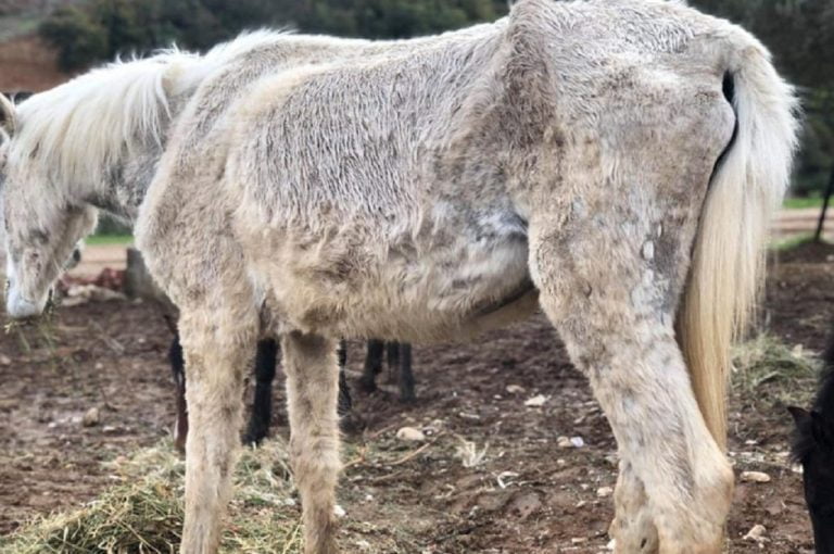 Σέρρες: Καταγγελία για 4 υποσιτισμένα άλογα στην Νιγρίτα Σερρών