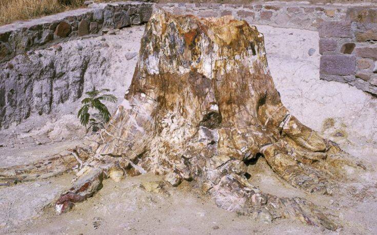 Λήμνος: Βρέθηκε γιγαντιαίος κορμός απολιθωμένου δένδρου στο χωριό Βάρος