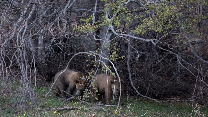 Τα δύο αρκουδάκια, ο Bradley και ο Cooper ελεύθεροι στο δάσος