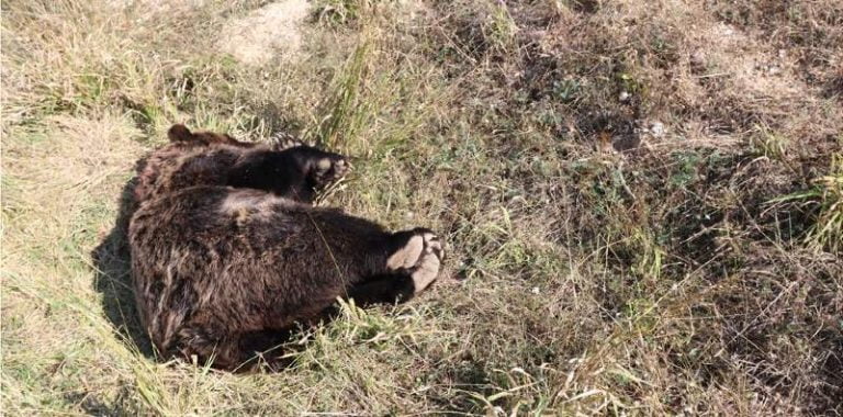 Φλώρινα: Νεκρή από σφαίρες πυροβόλου όπλου νεαρή αρκούδα