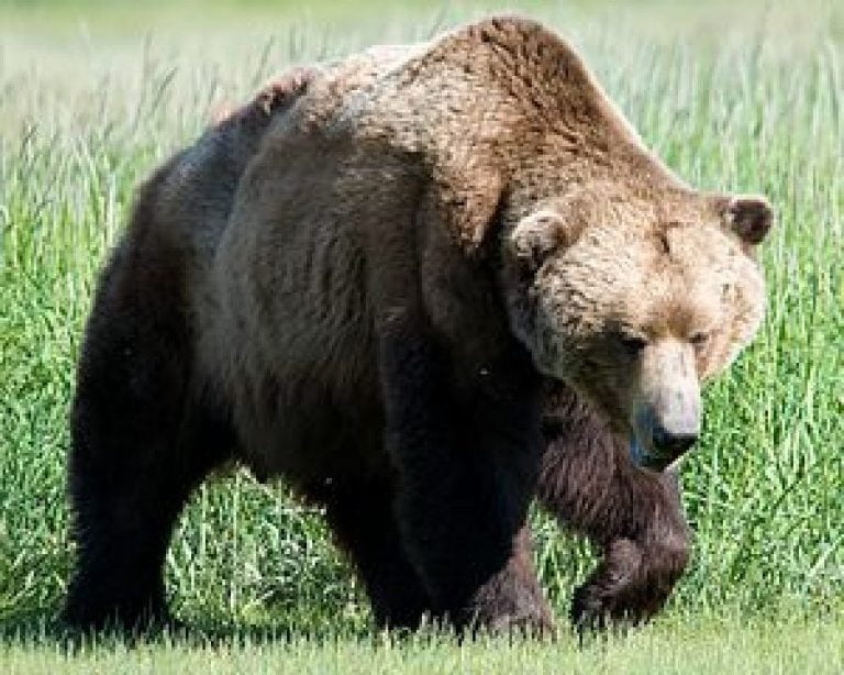 Αλάσκα: Επίθεση αρκούδας σε γυναίκα που χρησιμοποιούσε εξωτερική τουαλέτα