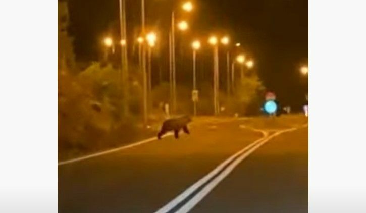 Καστοριά: Αρκούδα βγήκε νυχτερινή βόλτα έξω από χωριό- video