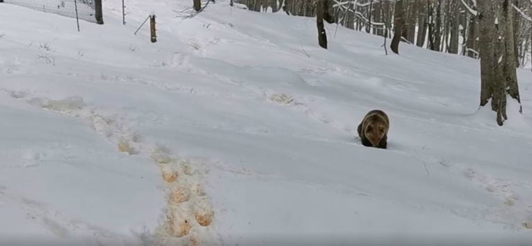 Αρκούδες “κόβουν” βόλτες στο χιονισμένο καταφύγιο του “Αρκτούρου” (video)