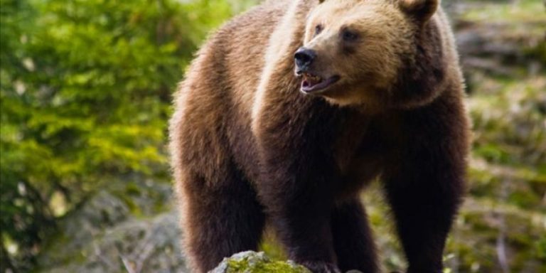 Καστοριά: Οδηγός τραυματίστηκε από σύγκρουση με αρκούδα!