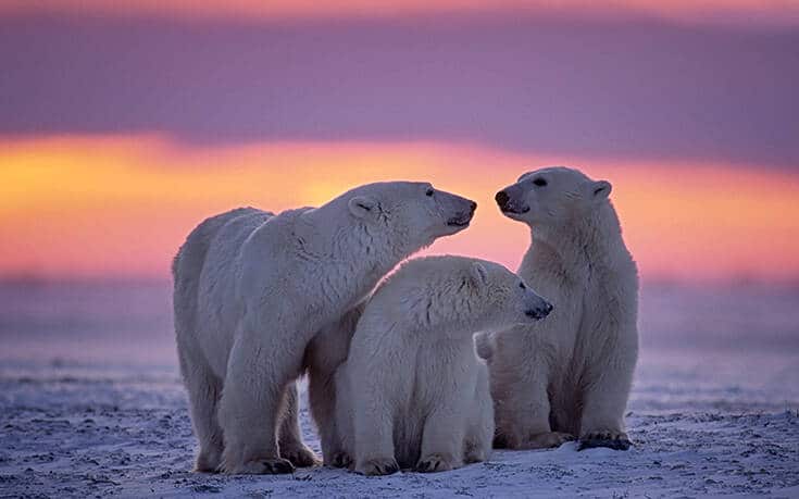 Δραματικές προβλέψεις των επιστημόνων για τις πολικές αρκούδες