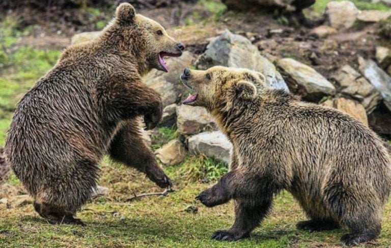 Οι αρκούδες του Αρκτούρου σας… προσκαλούν να αφήσετε για λίγο τις παραλίες και να τις επισκεφθείτε στο Νυμφαίο!