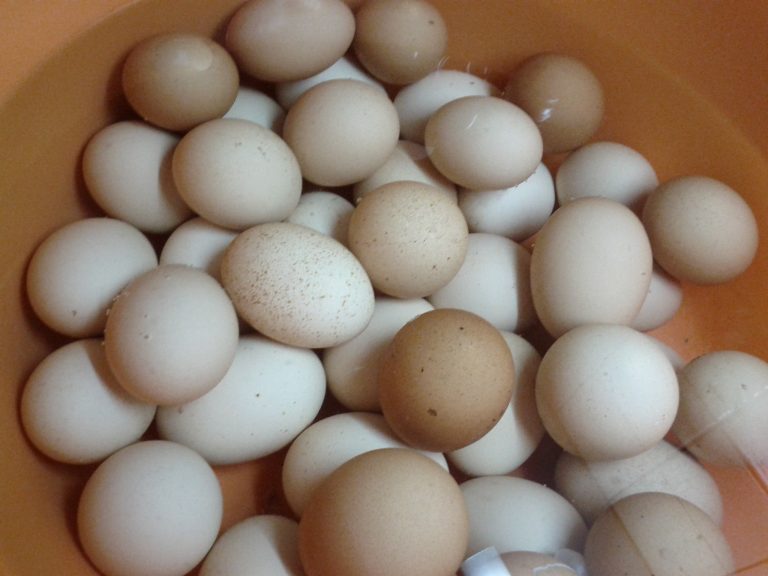 ΕΦΕΤ: Τι πρέπει να προσέχετε όταν αγοράζετε αυγά