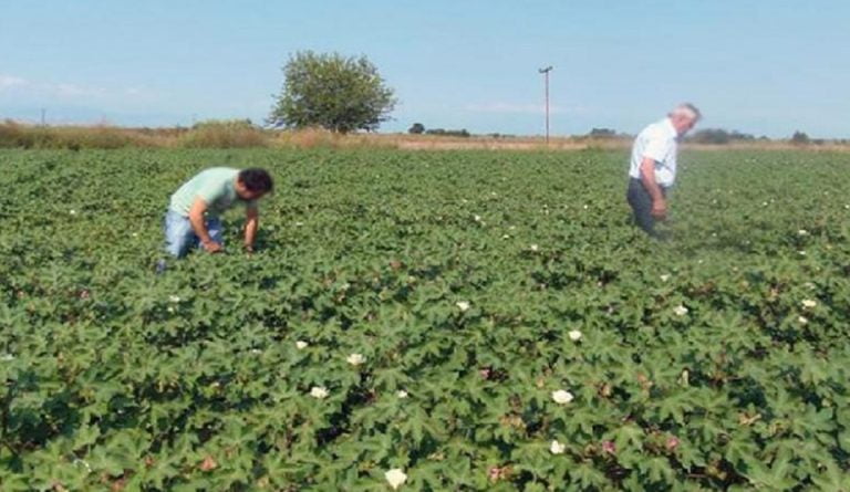 ΔΑΟΚ Σερρών: Οδηγίες για την αντιμετώπιση της 1ης γενιάς του πράσινου σκουληκιού στο βαμβάκι