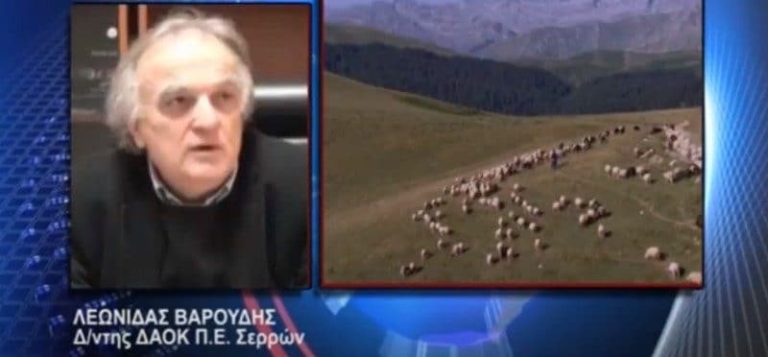 Σε ζώνη επιτήρησης για τον καταρροϊκό πυρετό στα πρόβατα και ο Νομός Σερρών – Τα μέτρα προστασίας(video)