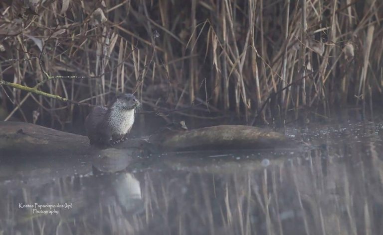 Λίμνη Κερκίνη: Η βίδρα αποδεικνύει για άλλη φορά τα καθαρά νερά της