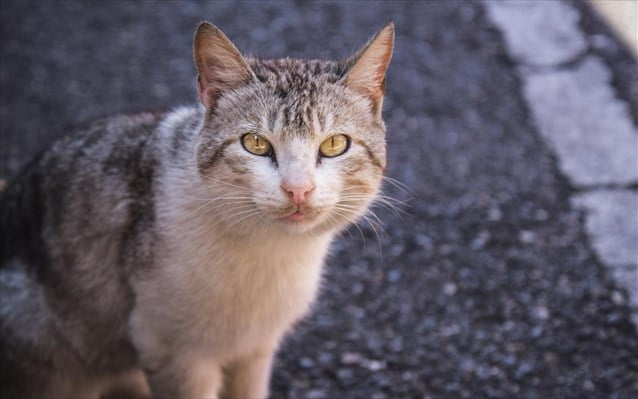 Γάτα βρέθηκε ζωντανή σε μηχανή αυτοκινήτου μετά από ταξίδι 200 χιλιομέτρων