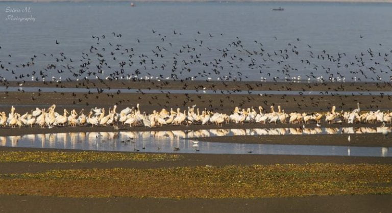 Πανευρωπαϊκή Γιορτή Πουλιών: Εικόνες μαγευτικής ομορφιάς από την λίμνη Κερκίνη (video)