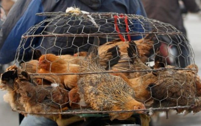 Ρουμανία: Επιδημία της γρίπης των πτηνών σε αγρόκτημα