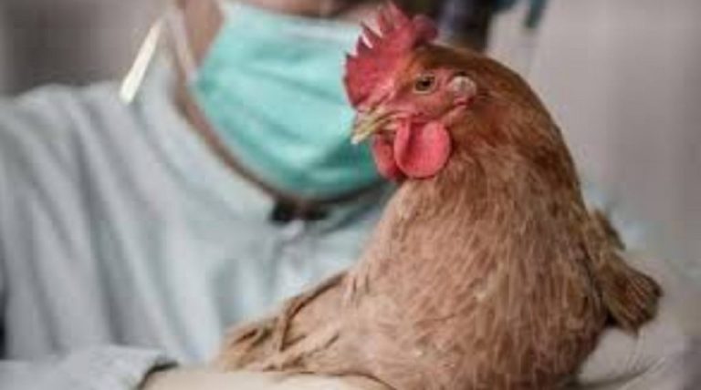 Σέρρες: Συναγερμός για την γρίπη των πτηνών -Σε επιφυλακή οι κτηνιατρικές υπηρεσίες (video)