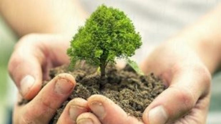 Φυτέψτε ένα τρισεκατομμύριο δένδρα σε όλο τον κόσμο για να «φρενάρουν» την κλιματική αλλαγή