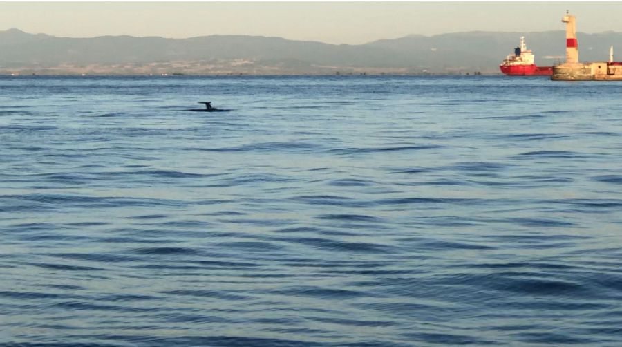 δελφίνια θεσσαλονίκη