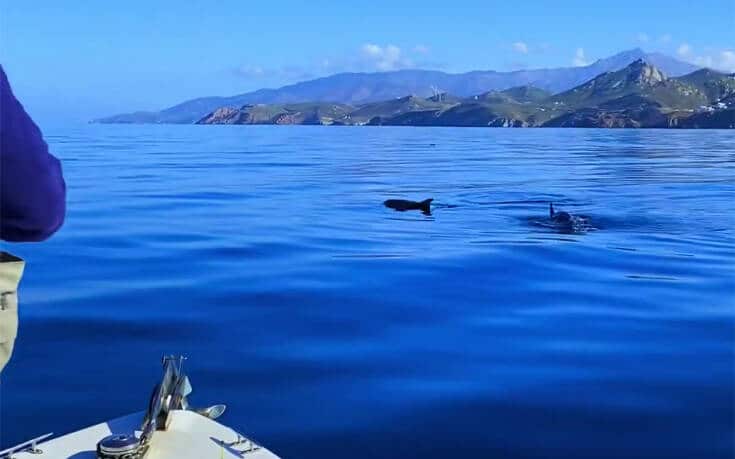 Υπέροχες εικόνες με δελφίνια να κολυμπούν κοντά στο λιμάνι της Νάξου (video)