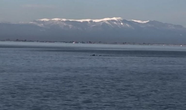 VIDEO: Δελφίνια εμφανίστηκαν στο Θερμαϊκό