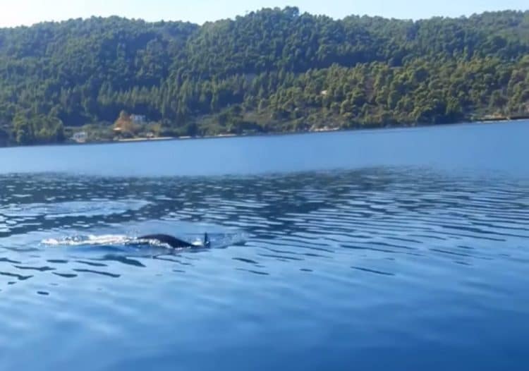 Χαλκιδική: Δελφίνια στη Βουρβουρού (Βίντεο)