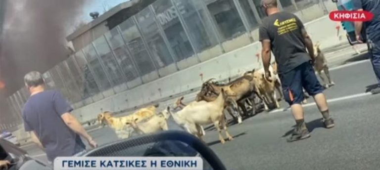 Γέμισε με κατσίκες και κότες η Αθηνών – Λαμίας μετά τη φωτιά στο φορτηγό (video)