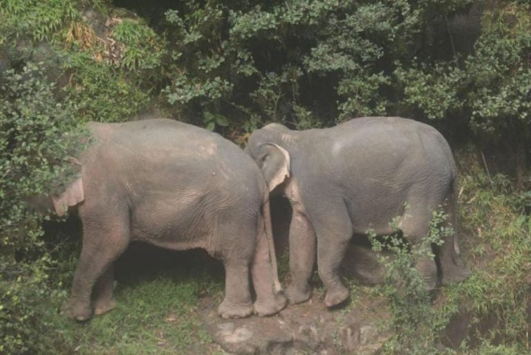 Ταϊλάνδη: Στους 11 έφτασαν οι νεκροί ελέφαντες που έπεσαν από καταρράκτη