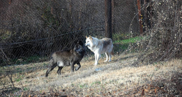 Εμφάνιση λύκων στην Κοζάνη: Κατασπάραξαν σκύλο στην περιοχή της Παναγίας