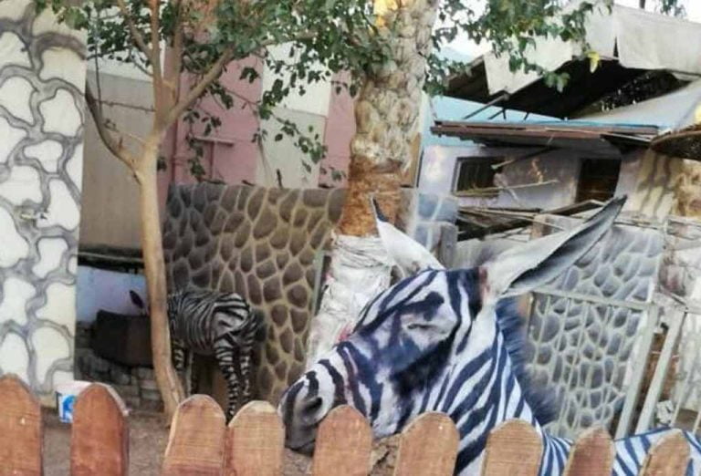 Ζωολογικός κήπος έβαψε ασπρόμαυρο ένα γαϊδούρι για να μοιάζει με ζέβρα
