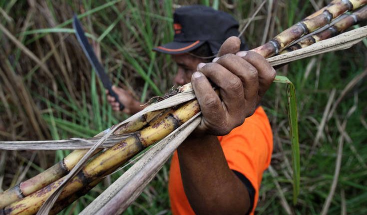 Η Βραζιλία επιτρέπει και πάλι την καλλιέργεια ζαχαροκάλαμου σε περιοχές του Αμαζονίου
