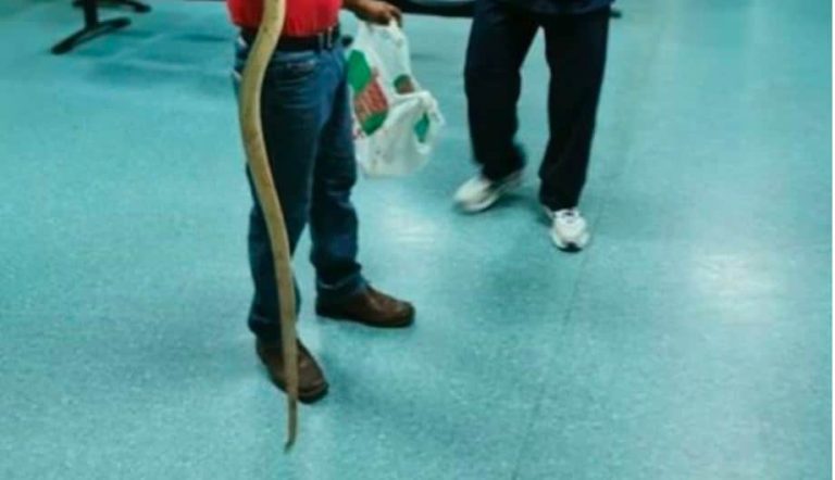 Αλεξάνδρεια Ημαθίας: Πήγε στο Κέντρο Υγείας κρατώντας το φίδι που τον δάγκωσε (φωτο)