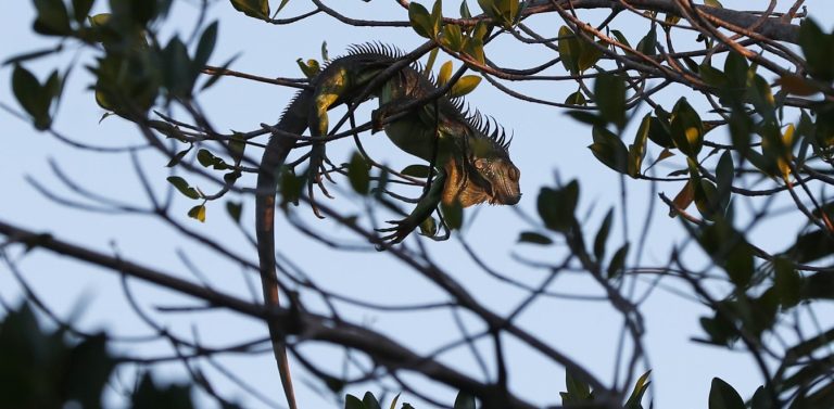 Στο Μαϊάμι βρέχει… παγωμένα ιγκουάνα – Παραλύουν λόγω κρύου και πέφτουν από τα δέντρα