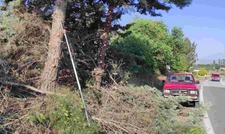Απλοποιείται η διαδικασία για κλαδεύσεις και απομακρύνσεις δέντρων σε ιδιωτικές εκτάσεις, εκτός ορίων οικισμού