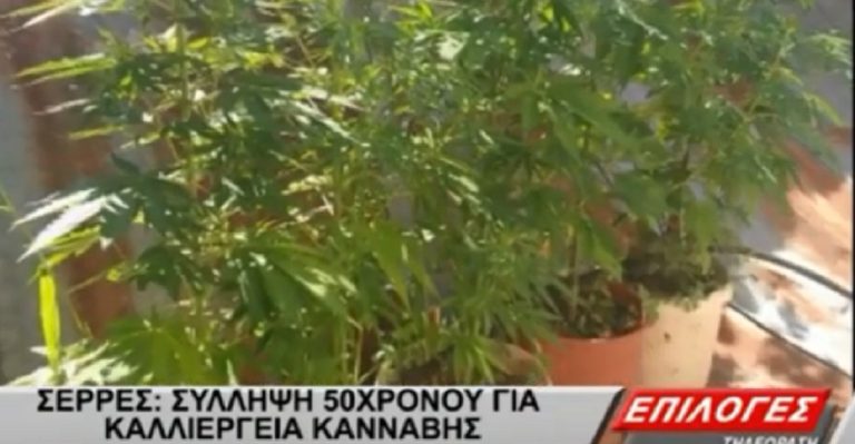 Σέρρες: 50χρονος καλλιεργούσε κάνναβη σε γλάστρες στην αυλή του(video)