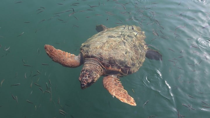 Μοναδικό θέαμα στην Πρέβεζα: Χελώνα καρέτα-καρέτα κολυμπά στο λιμάνι (video)
