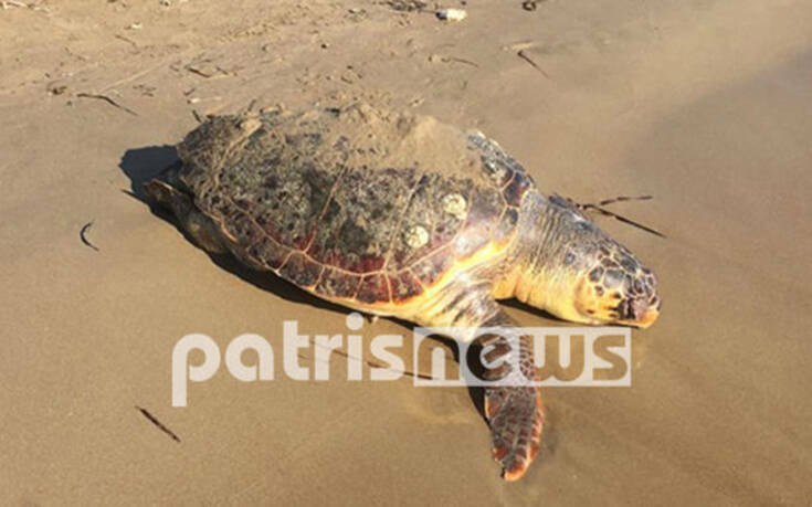 Χτυπημένη και νεκρή ξεβράστηκε σε παραλία της Ηλείας χελώνα καρέτα – καρέτα