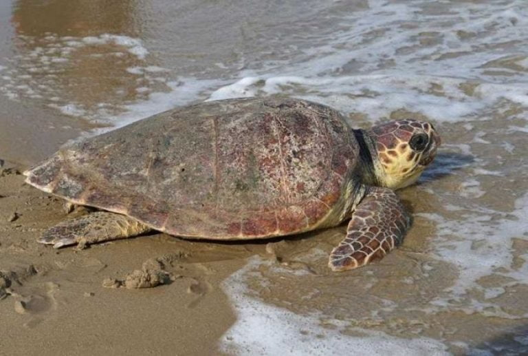 Καβάλα: Νεκρή χελώνα καρέτα – καρέτα στην παραλία Οφρυνίου