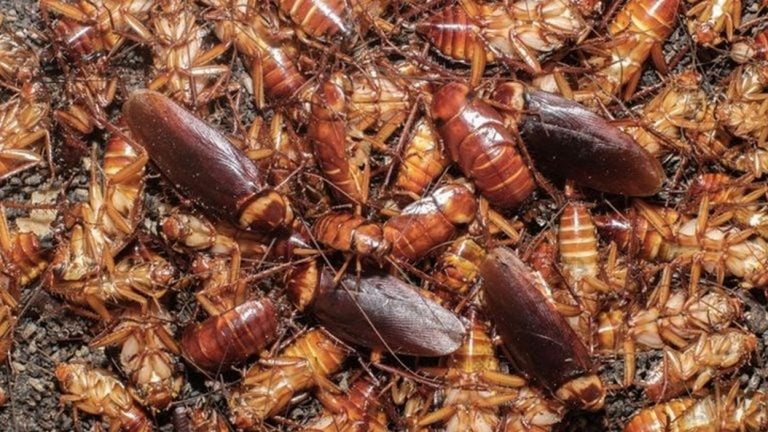 Έρευνα – εφιάλτης: Σε λίγα χρόνια οι κατσαρίδες θα έχουν ανοσία στα εντομοκτόνα
