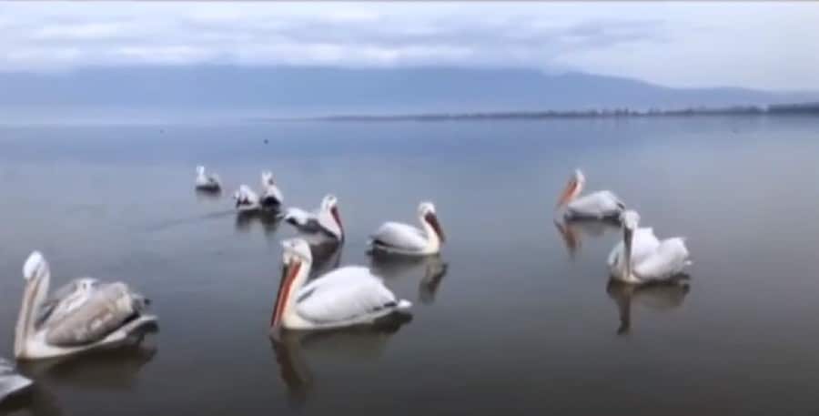 Σέρρες: Ο υπέροχος κόσμος της Λίμνης Κερκίνης- video