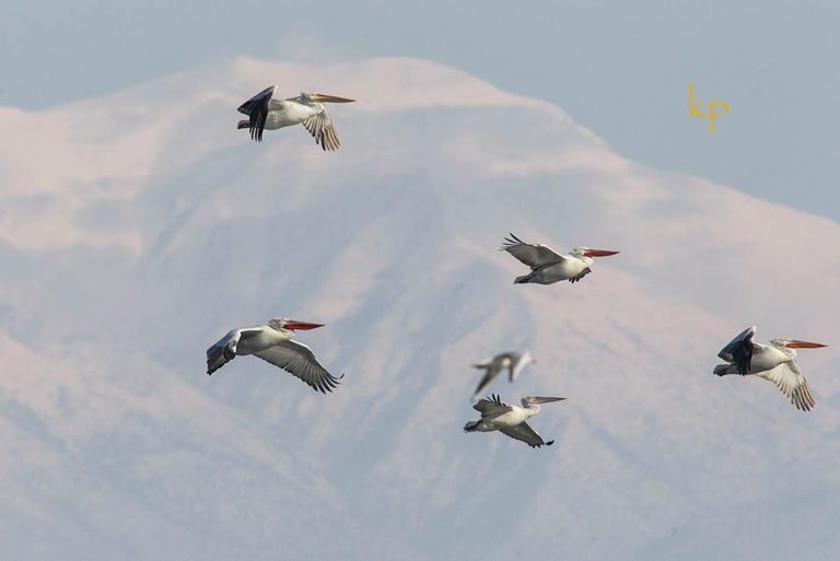 Σήμερα απελευθέρωση πουλιών στο λιμανάκι της Κερκίνης