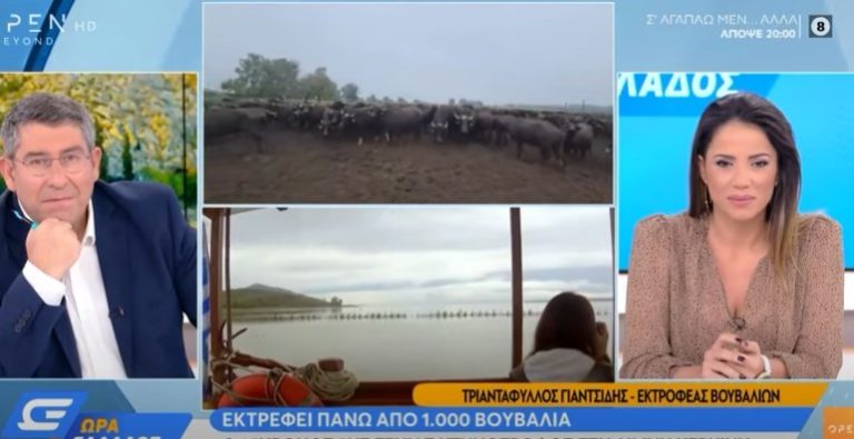 Σέρρες: 25χρονος κτηνοτρόφος 5ης γενιάς εκτρέφει πάνω από 1.000 βουβάλια στην Κερκίνη- video
