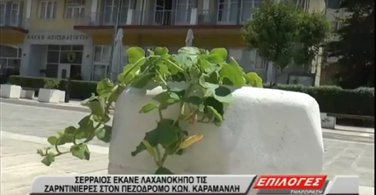Σερραίος φύτεψε κολοκυθιές στις ζαρντινιέρες στον πεζόδρομο της Κωνσταντίνου Καραμανλή(video)